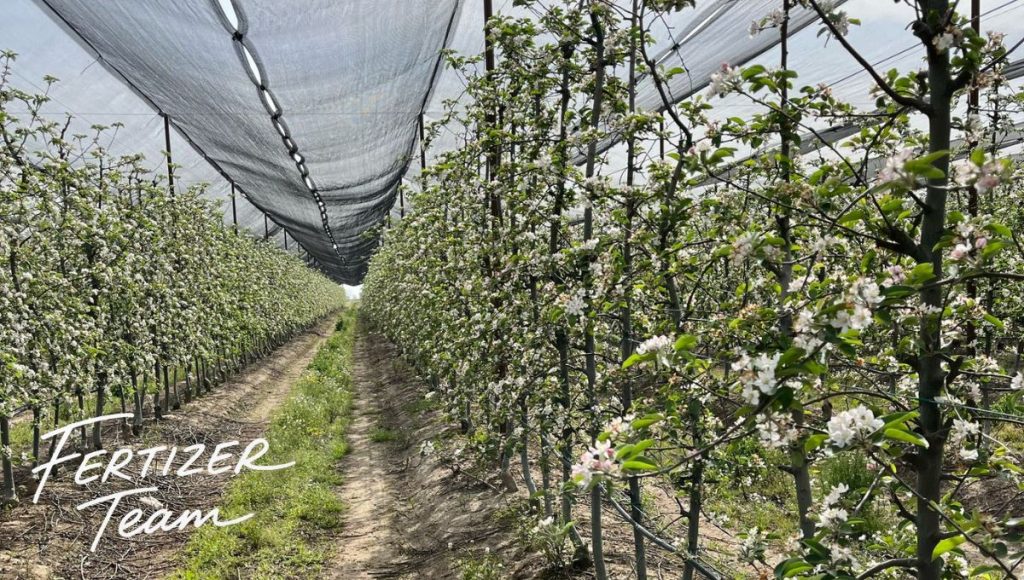 Apple Tree Garden Fertilization