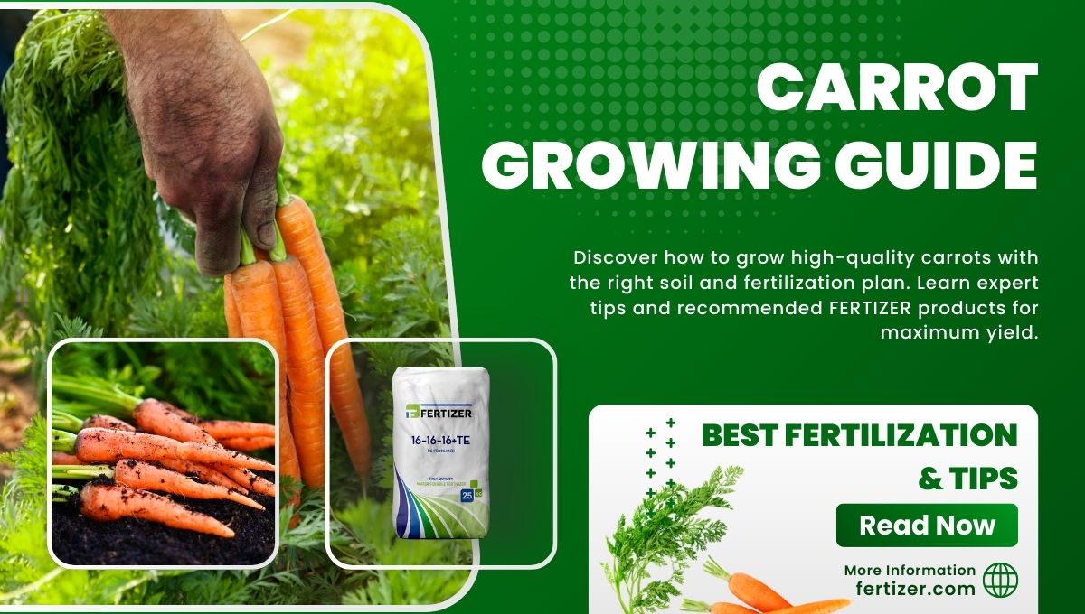 Carrot Growing Guide