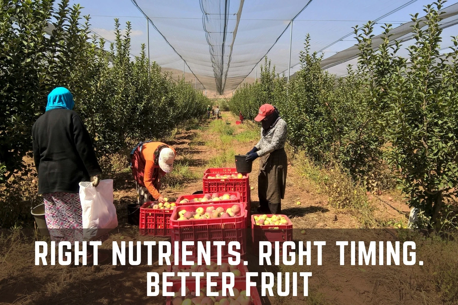 Fertilization Program for Pome Fruits