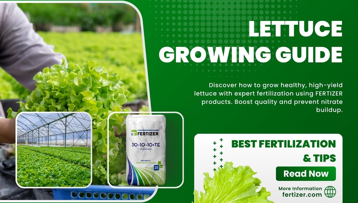 Lettuce Cultivation and Fertilization for Healthy Growth